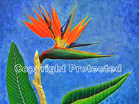 Bird of Paradise